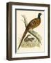 Pheasant-Beverley R. Morris-Framed Giclee Print