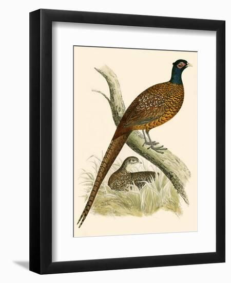 Pheasant-Beverley R. Morris-Framed Giclee Print