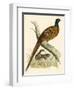 Pheasant-Beverley R. Morris-Framed Giclee Print