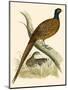 Pheasant-Beverley R. Morris-Mounted Giclee Print