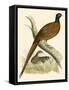 Pheasant-Beverley R. Morris-Framed Stretched Canvas