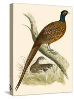 Pheasant-Beverley R. Morris-Stretched Canvas