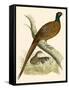 Pheasant-Beverley R. Morris-Framed Stretched Canvas