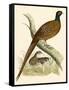 Pheasant-Beverley R. Morris-Framed Stretched Canvas