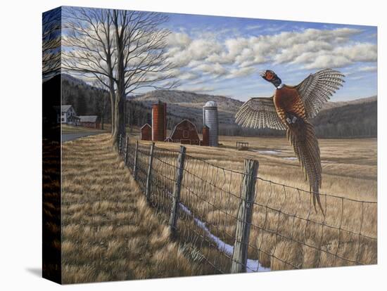Pheasant-Bruce Dumas-Stretched Canvas