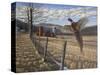 Pheasant-Bruce Dumas-Stretched Canvas