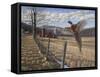 Pheasant-Bruce Dumas-Framed Stretched Canvas