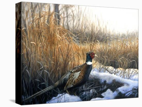Pheasant-Rusty Frentner-Stretched Canvas