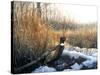 Pheasant-Rusty Frentner-Stretched Canvas