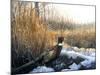 Pheasant-Rusty Frentner-Mounted Giclee Print