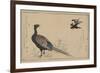 Pheasant-null-Framed Premium Giclee Print