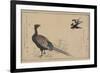 Pheasant-null-Framed Premium Giclee Print