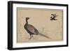 Pheasant-null-Framed Art Print