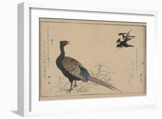 Pheasant-null-Framed Art Print