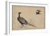 Pheasant-null-Framed Art Print