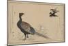 Pheasant-null-Mounted Art Print