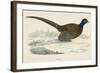 Pheasant-null-Framed Art Print