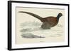 Pheasant-null-Framed Art Print