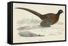 Pheasant-null-Framed Stretched Canvas