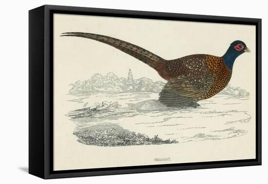 Pheasant-null-Framed Stretched Canvas
