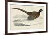 Pheasant-null-Framed Premium Giclee Print