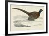 Pheasant-null-Framed Premium Giclee Print