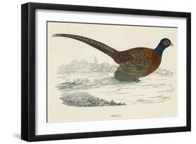 Pheasant-null-Framed Art Print