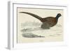 Pheasant-null-Framed Art Print