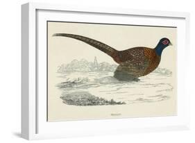 Pheasant-null-Framed Art Print