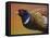 Pheasant-James W. Johnson-Framed Stretched Canvas