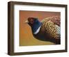 Pheasant-James W. Johnson-Framed Premium Giclee Print