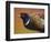 Pheasant-James W. Johnson-Framed Premium Giclee Print