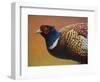 Pheasant-James W. Johnson-Framed Premium Giclee Print