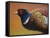 Pheasant-James W. Johnson-Framed Stretched Canvas