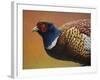 Pheasant-James W. Johnson-Framed Giclee Print