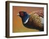 Pheasant-James W. Johnson-Framed Giclee Print