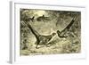 Pheasants Austria 1891-null-Framed Giclee Print