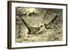 Pheasants Austria 1891-null-Framed Giclee Print