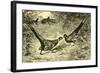 Pheasants Austria 1891-null-Framed Giclee Print