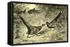 Pheasants Austria 1891-null-Framed Stretched Canvas