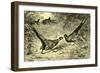 Pheasants Austria 1891-null-Framed Premium Giclee Print