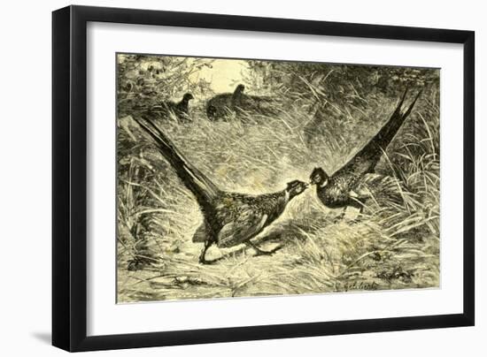 Pheasants Austria 1891-null-Framed Premium Giclee Print