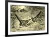 Pheasants Austria 1891-null-Framed Giclee Print