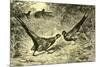 Pheasants Austria 1891-null-Mounted Giclee Print