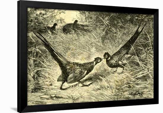 Pheasants Austria 1891-null-Framed Giclee Print