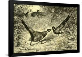 Pheasants Austria 1891-null-Framed Giclee Print