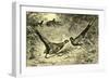 Pheasants Austria 1891-null-Framed Giclee Print