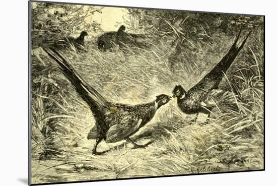 Pheasants Austria 1891-null-Mounted Giclee Print