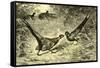 Pheasants Austria 1891-null-Framed Stretched Canvas