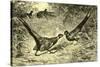 Pheasants Austria 1891-null-Stretched Canvas